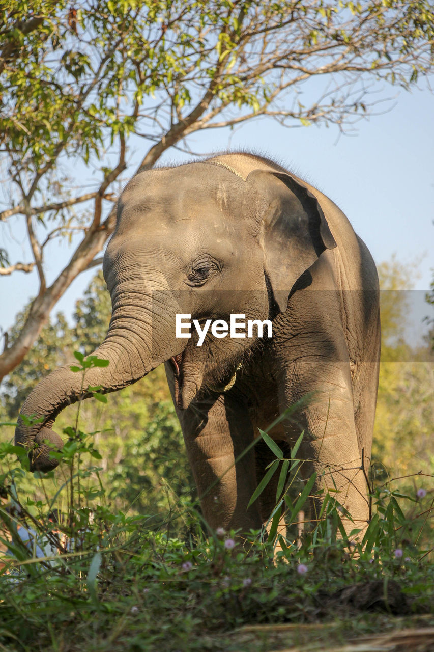 indian elephant, animal themes, animal, elephant, animal wildlife, wildlife, mammal, one animal, african elephant, plant, tree, animal body part, safari, nature, no people, tusk, animal trunk, day, outdoors, side view, adventure, savanna, travel destinations, environment, tourism, full length, standing, forest, grass