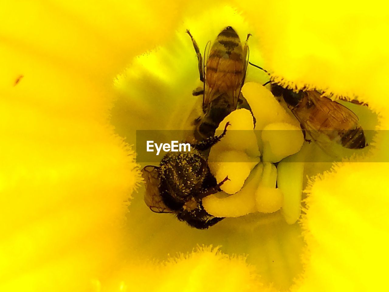 CLOSE-UP OF CATERPILLAR ON YELLOW PLANT