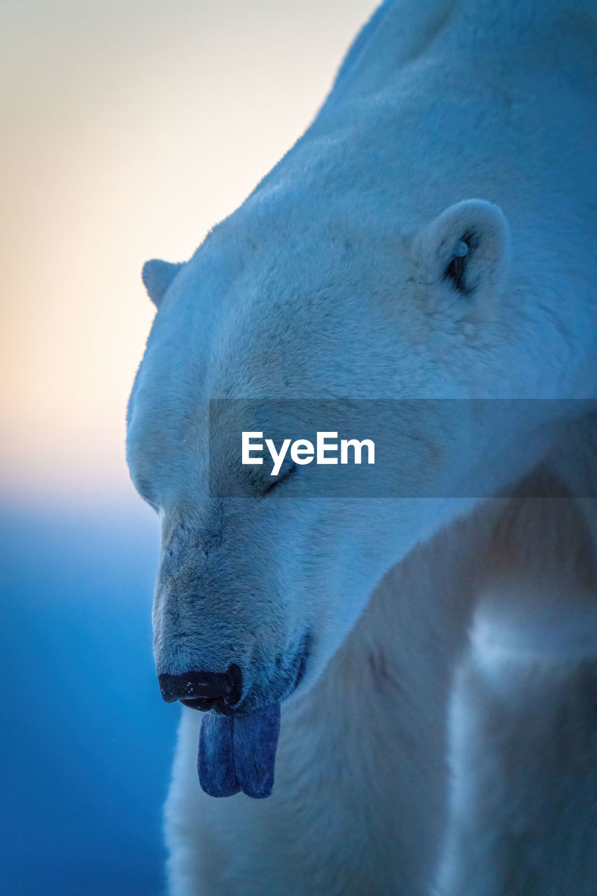 Close-up of polar bear with tongue out