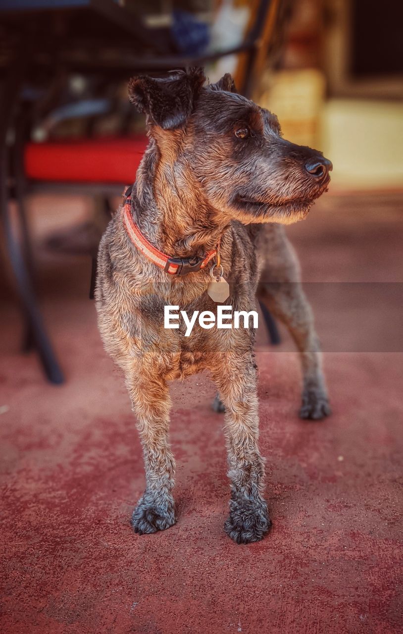 CLOSE-UP OF DOG LOOKING AWAY OUTDOORS