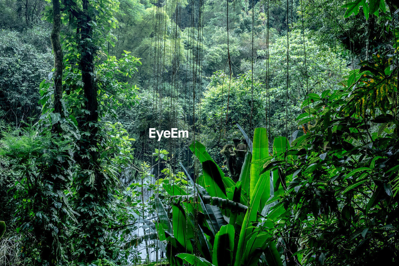 VIEW OF TREES IN FOREST