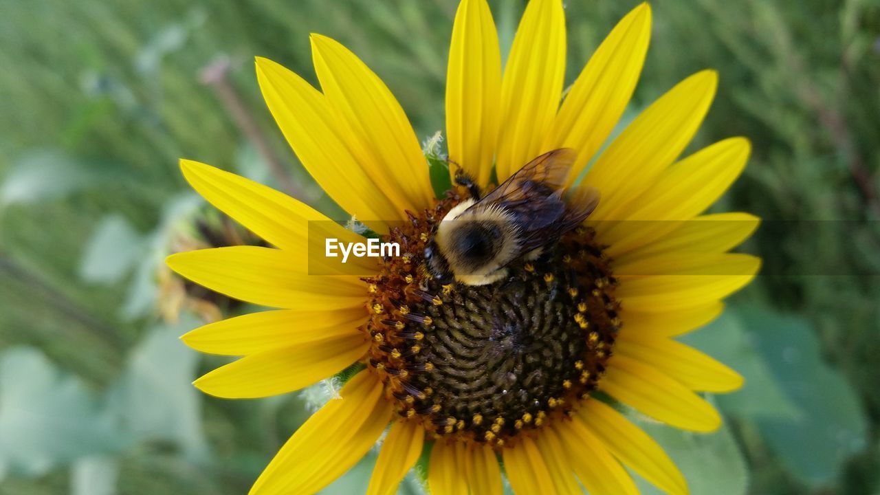 CLOSE-UP OF BEE ON YELLOW FLOWER