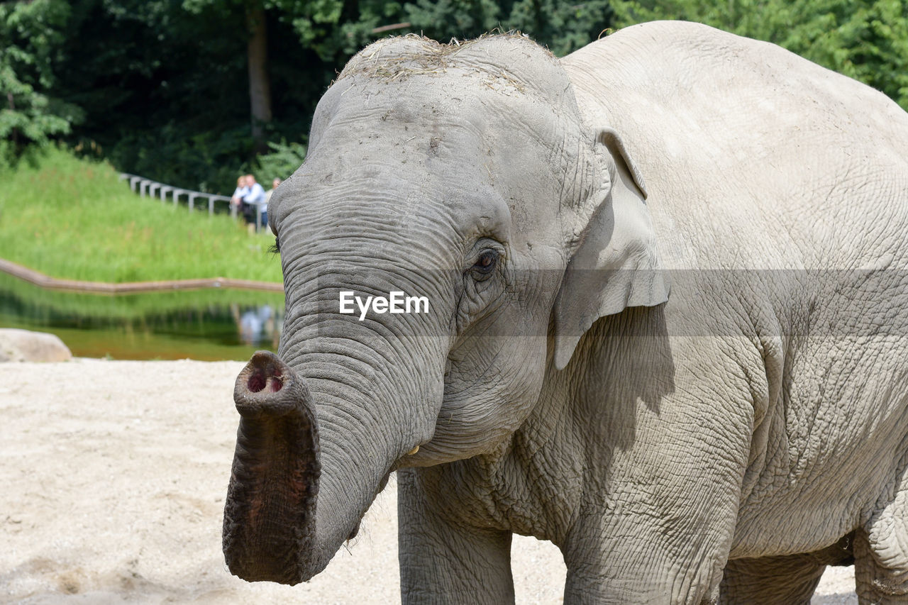 CLOSE-UP OF ELEPHANT IN PARK