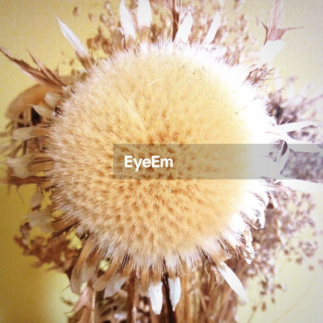 Close-up of dried flower pollens against wall