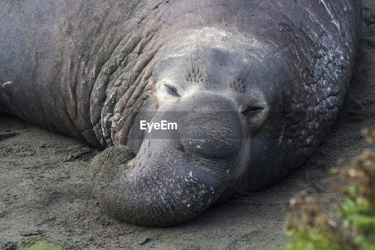 CLOSE-UP OF ANIMAL SLEEPING ON GROUND