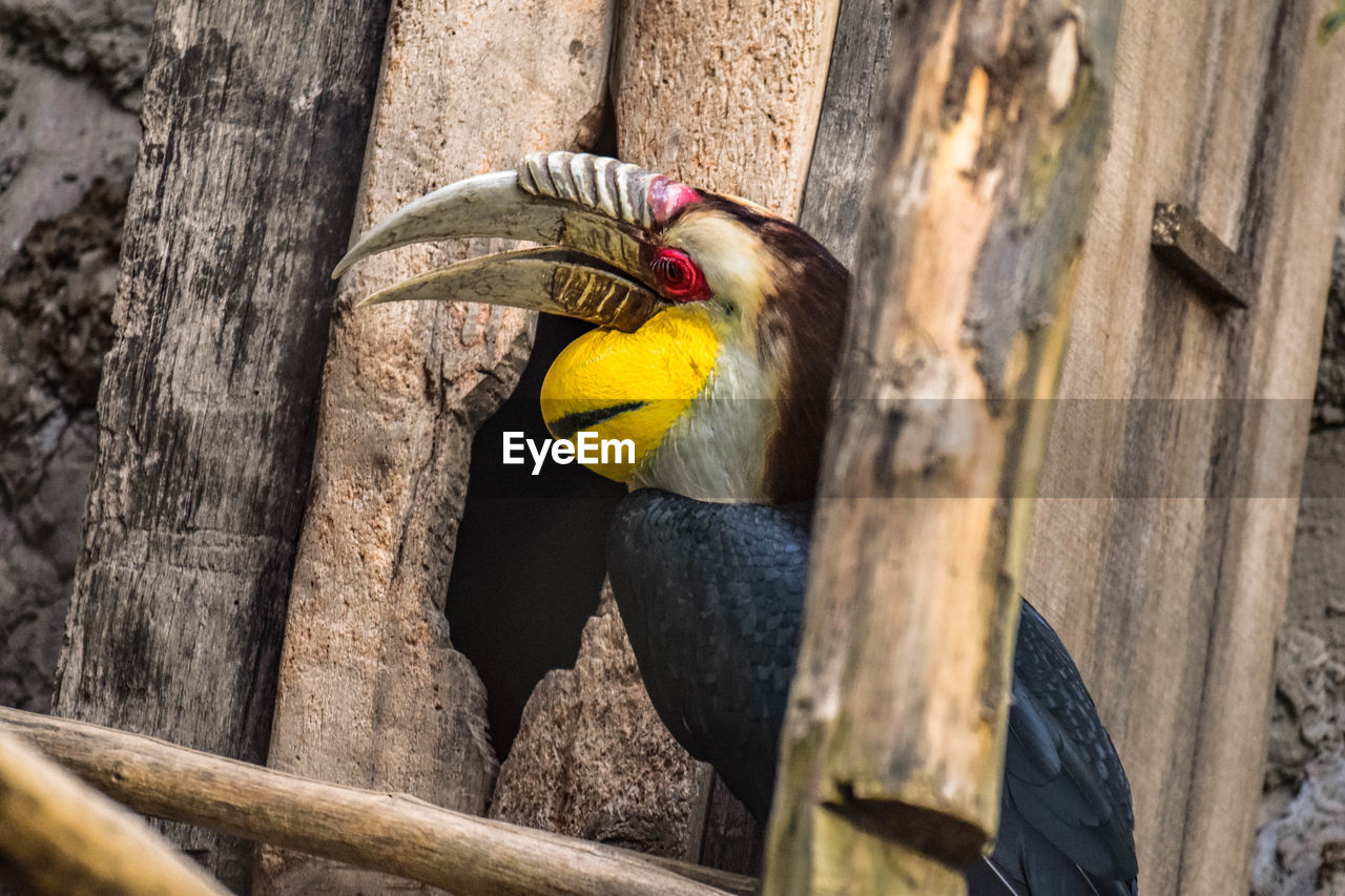 CLOSE-UP OF BIRDS PERCHING ON TREE