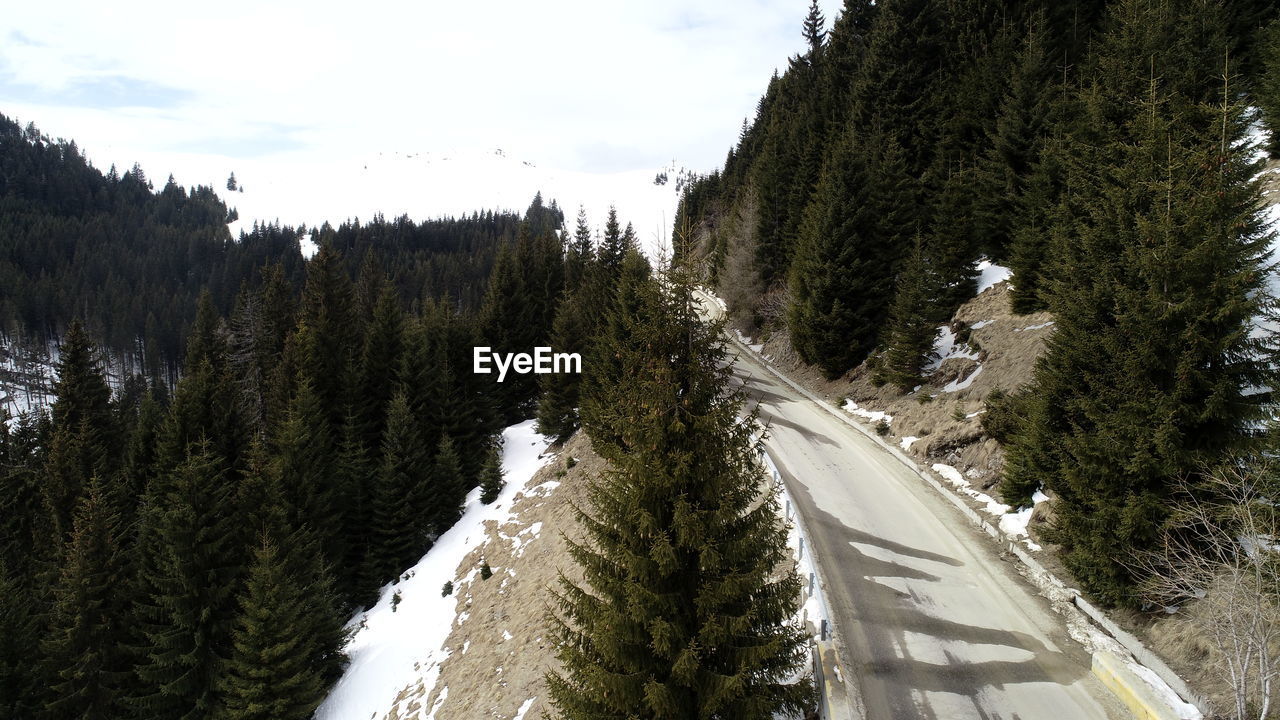 PANORAMIC SHOT OF ROAD AMIDST TREES AGAINST SKY