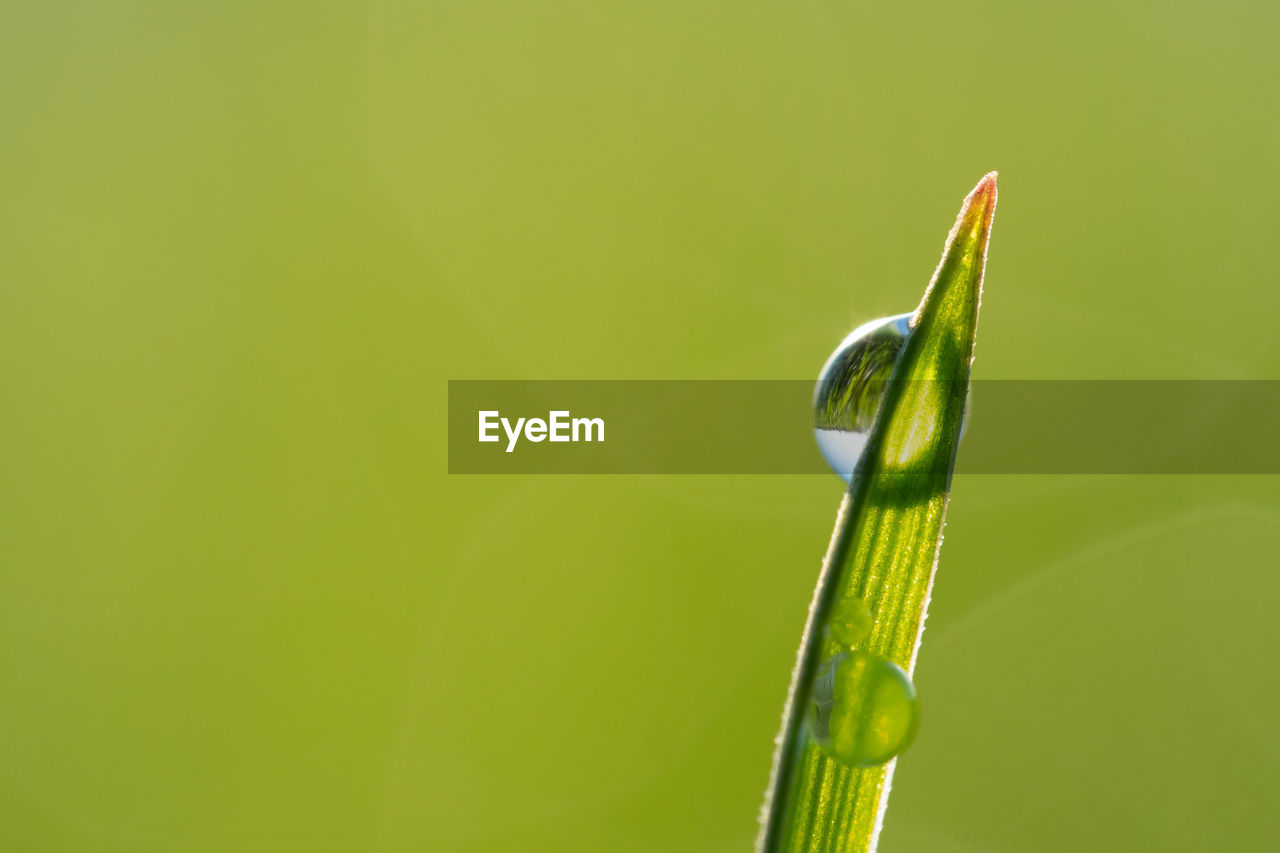 Close-up of dew on green leaf