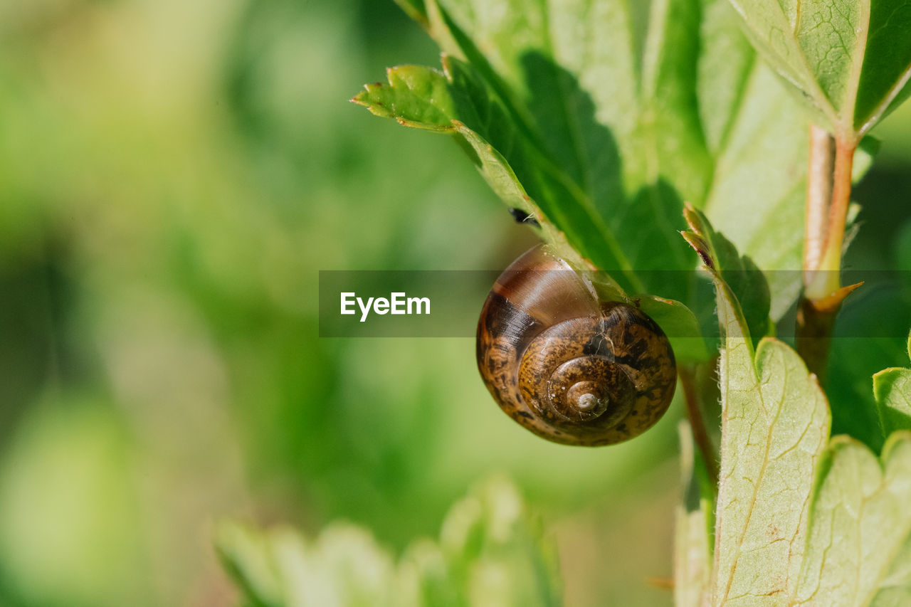 CLOSE-UP OF SNAIL ON GREEN PLANT