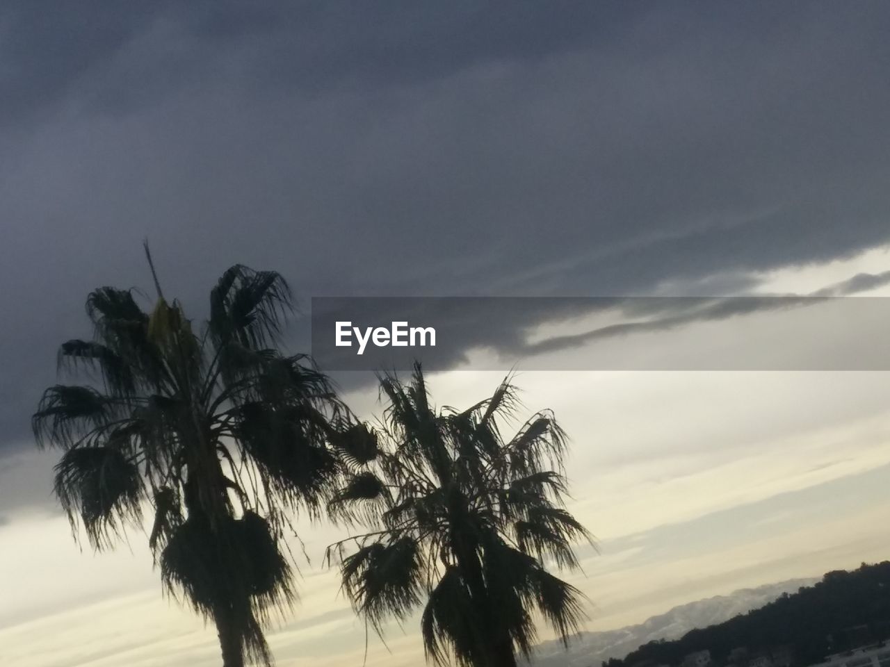 LOW ANGLE VIEW OF PALM TREES AT SUNSET