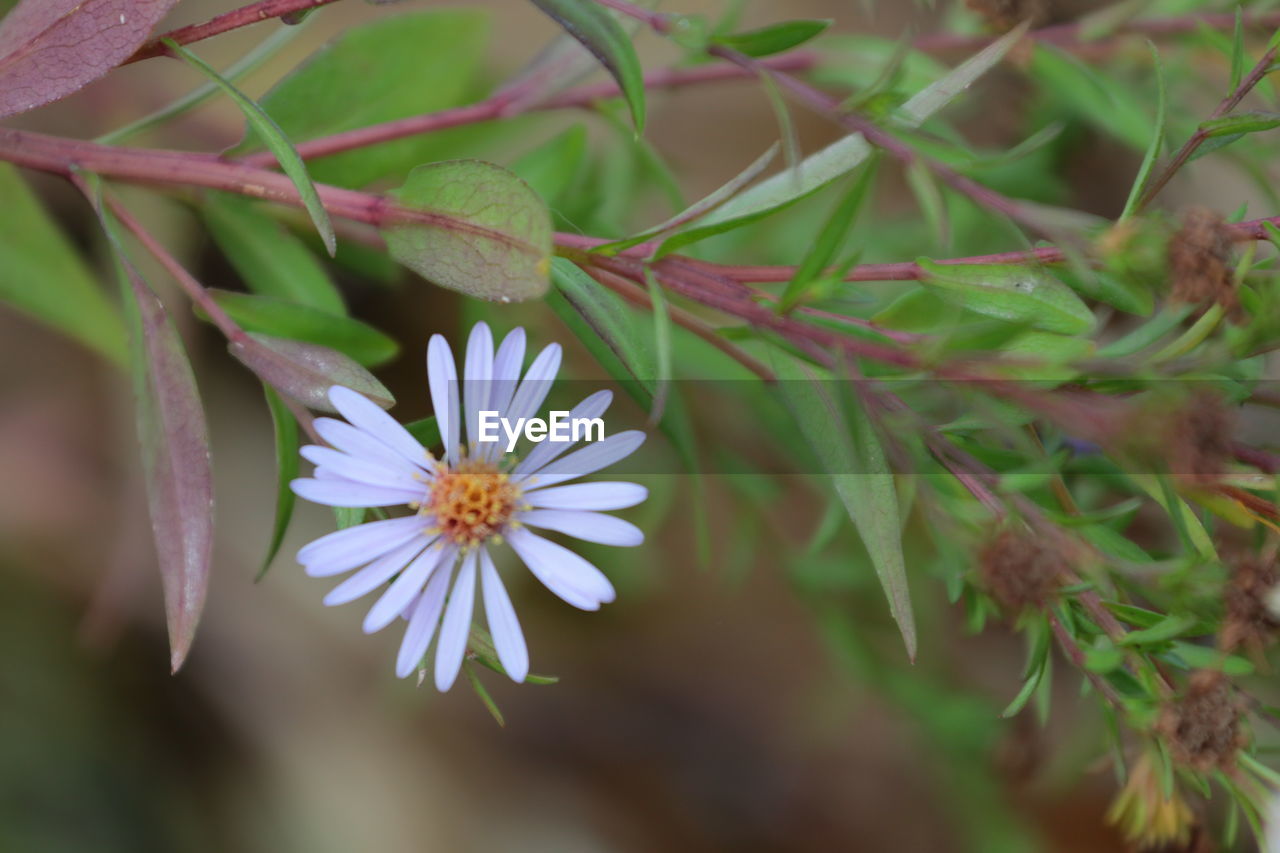 CLOSE-UP OF FLOWER BLOOMING