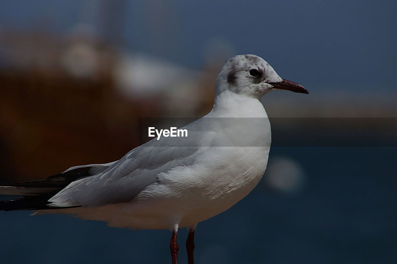 Close-up of seagull