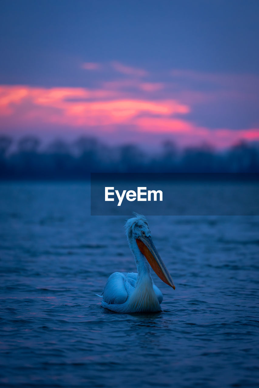 pelican swimming in lake during sunset