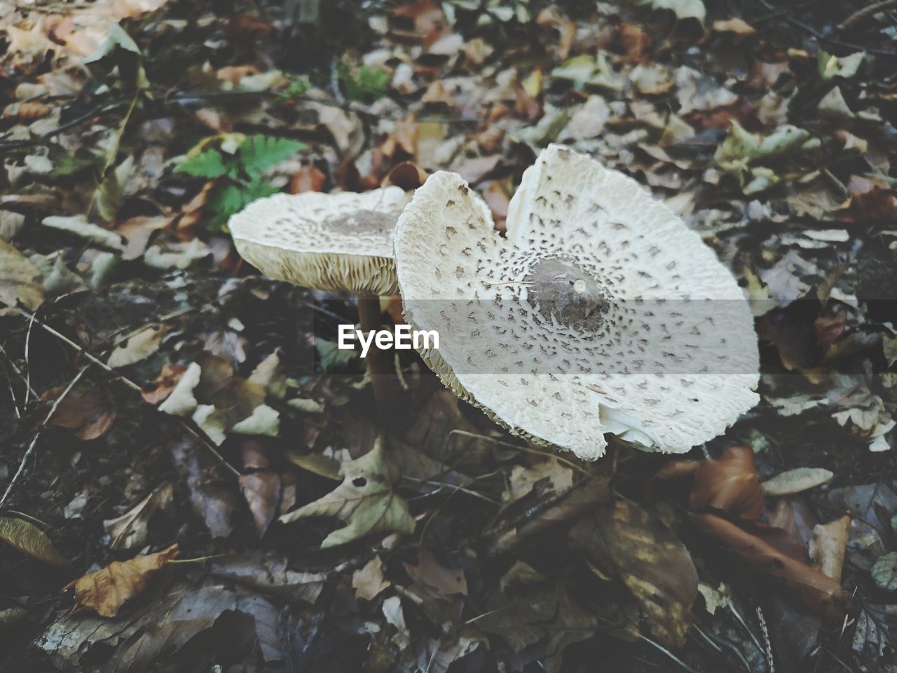 CLOSE-UP OF MUSHROOMS ON FIELD