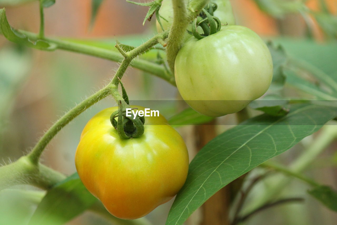 Close-up of tomatoes on plant