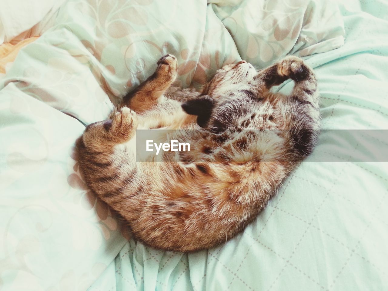 High angle view of cat sleeping on bed