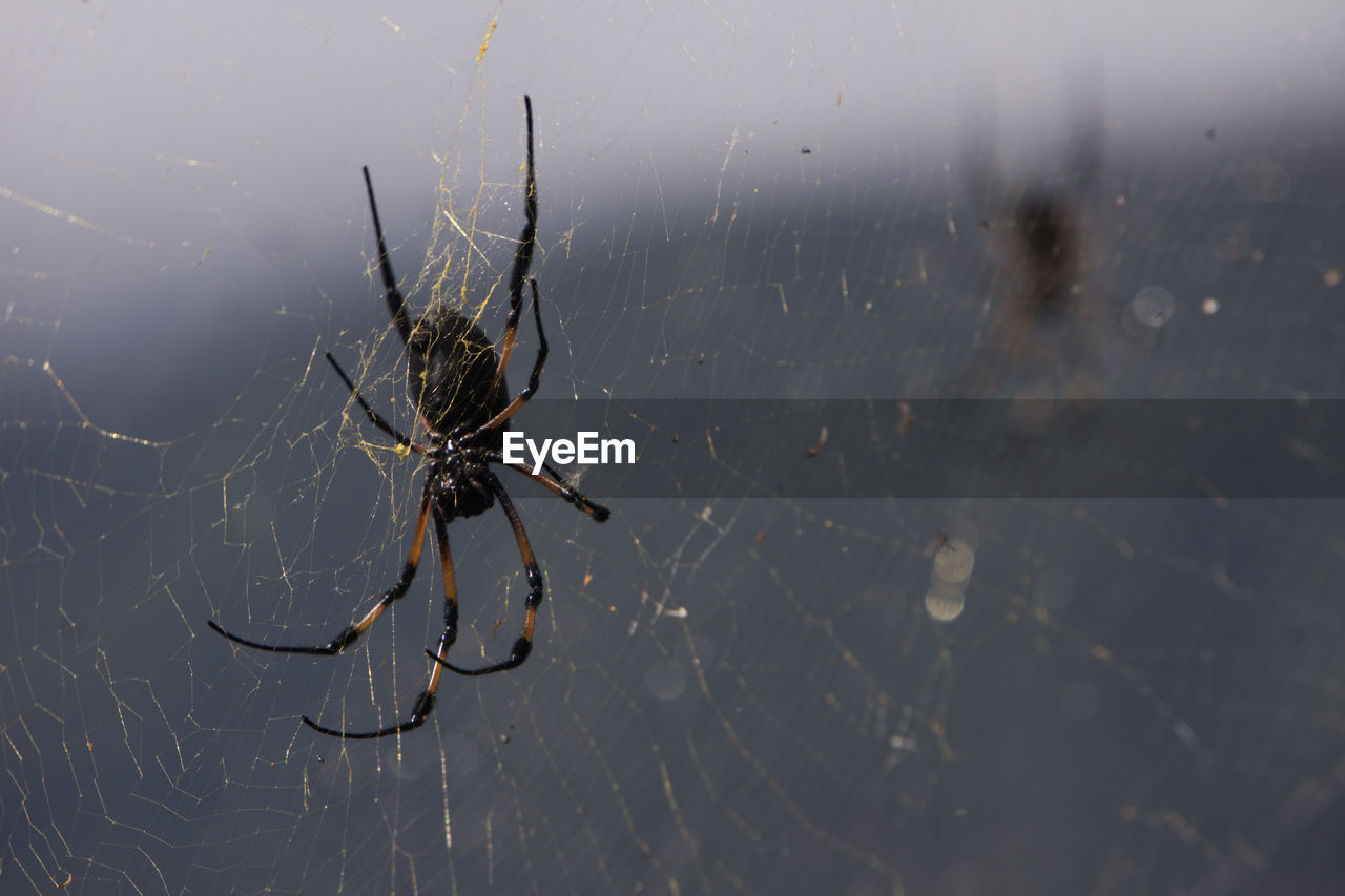 SPIDER ON WEB
