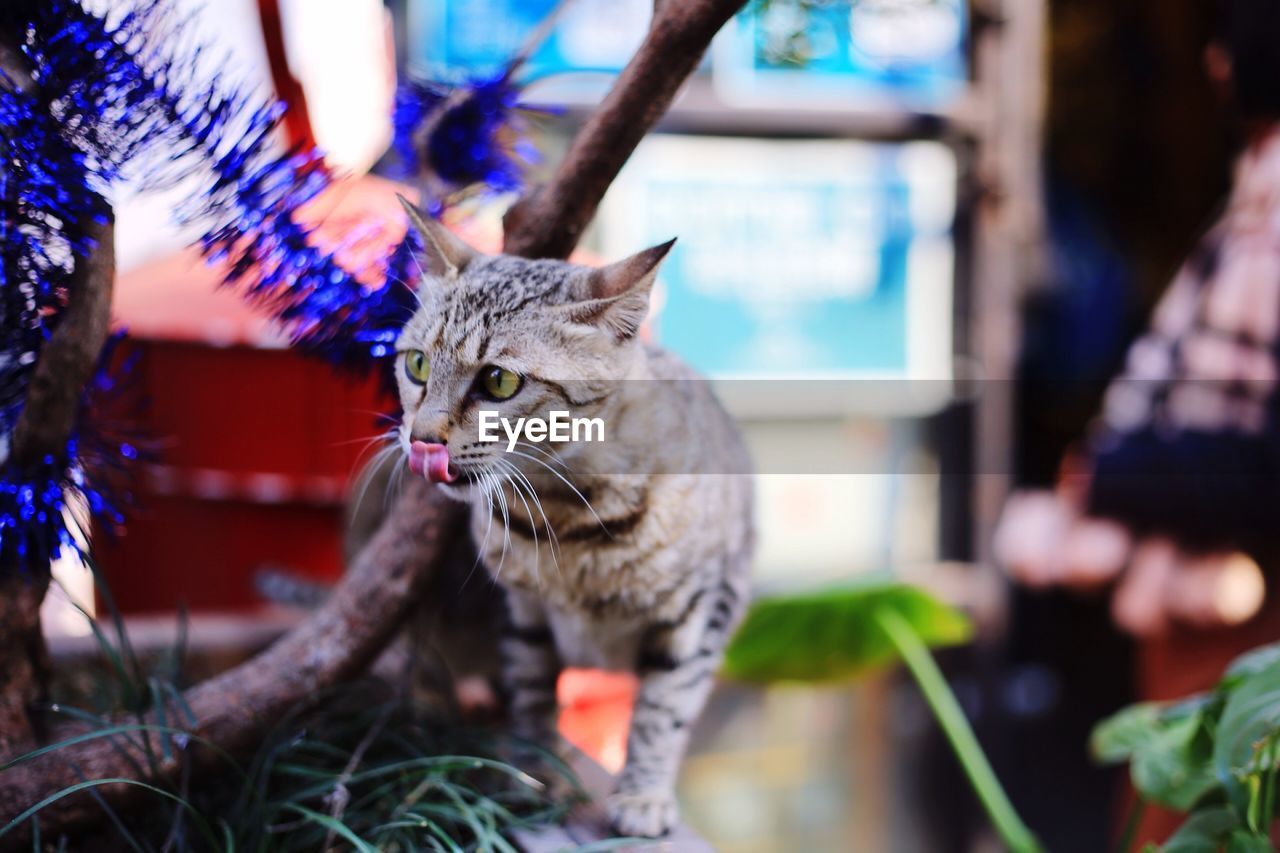 Cat looking away while walking by plant