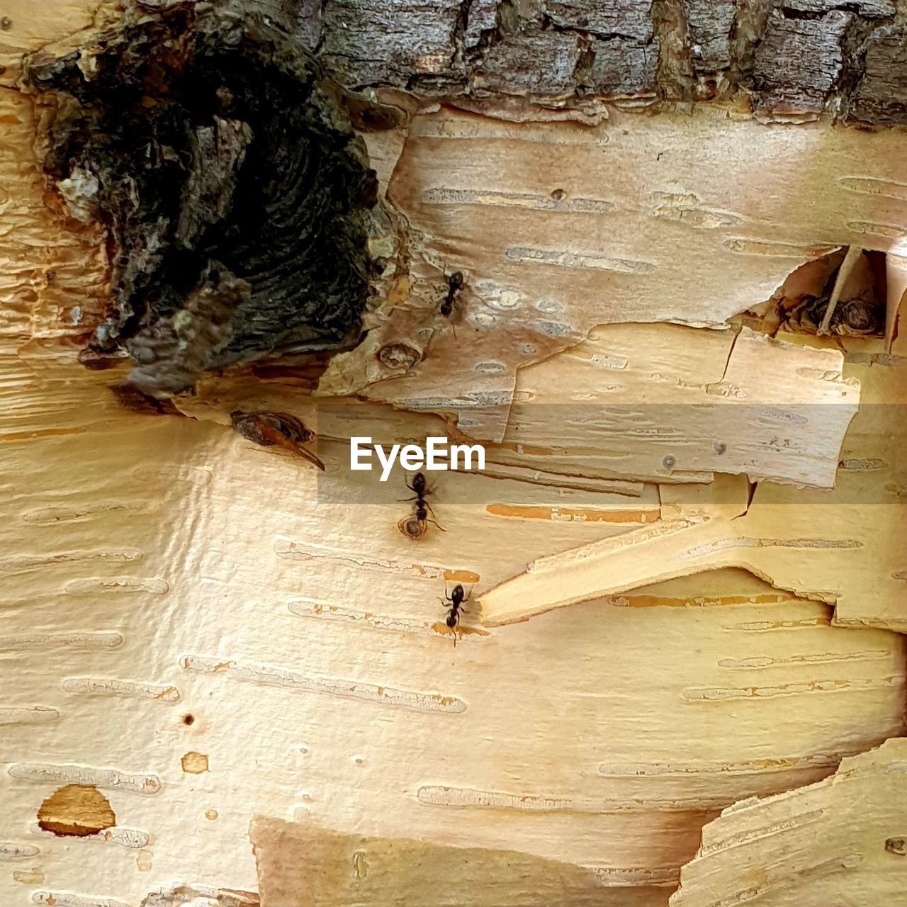 HIGH ANGLE VIEW OF ROCK FORMATION ON WOOD