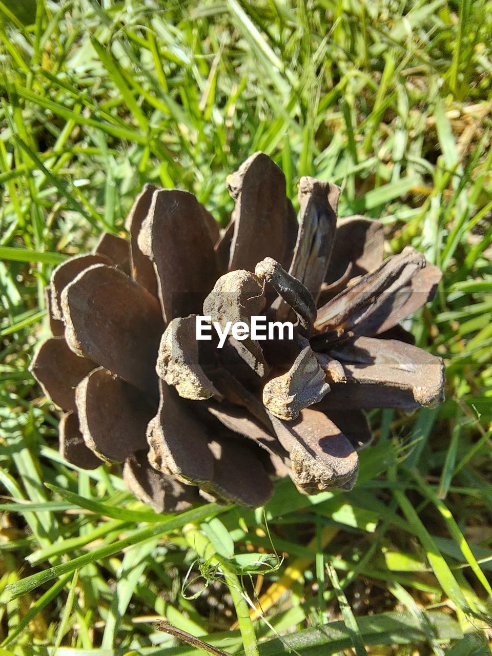 plant, nature, flower, growth, land, leaf, day, grass, close-up, field, no people, green, high angle view, plant part, beauty in nature, tree, outdoors, sunlight, focus on foreground, dry, brown, pine cone, food, fragility, lawn