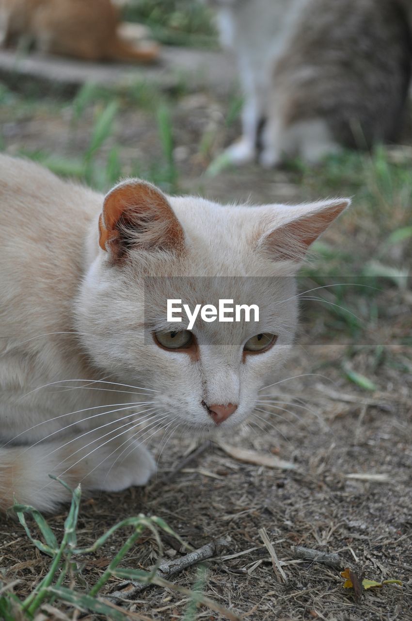 Close-up of cat on field