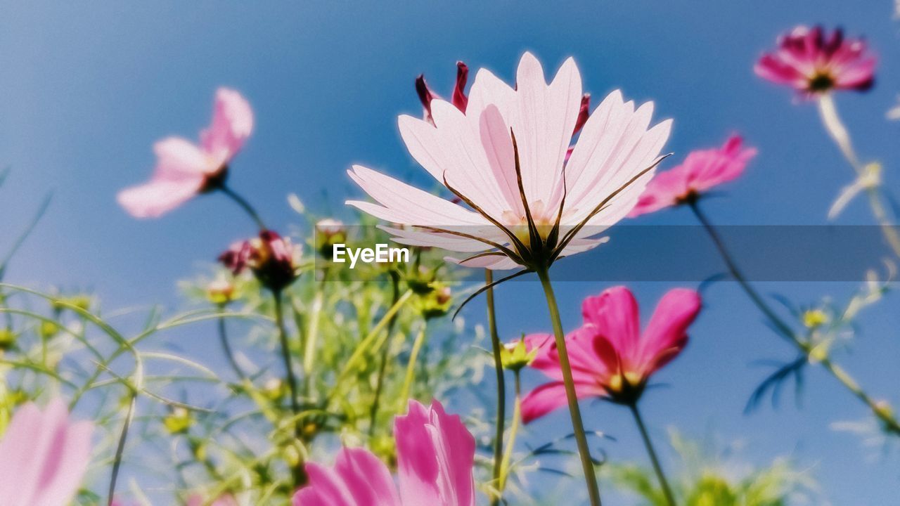 Close-up of pink flowering plant against sky