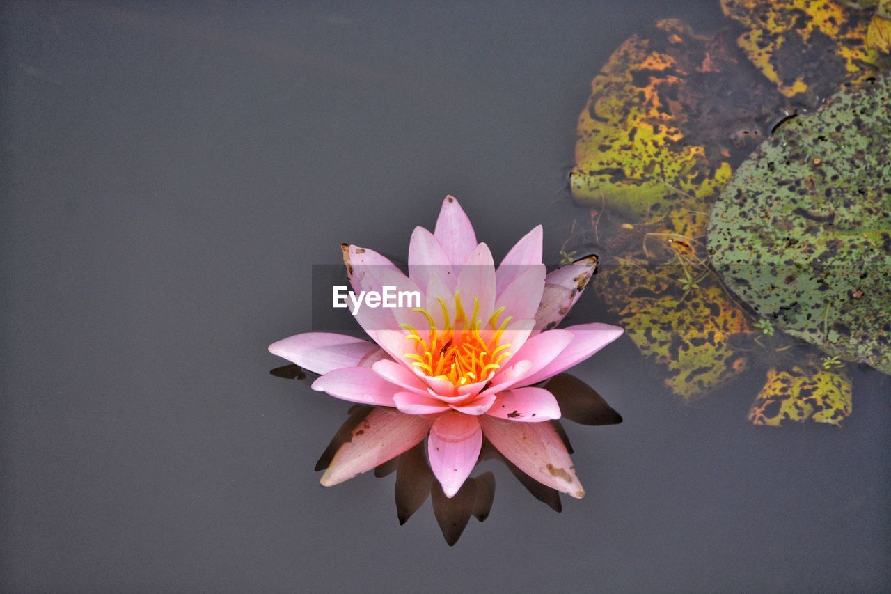 Close-up of pink water lily in lake