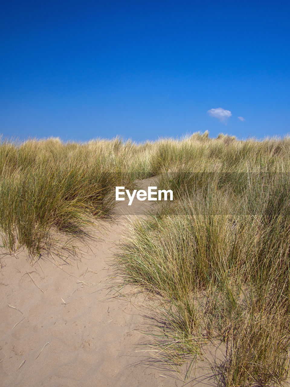 PLANTS GROWING ON BEACH AGAINST SKY