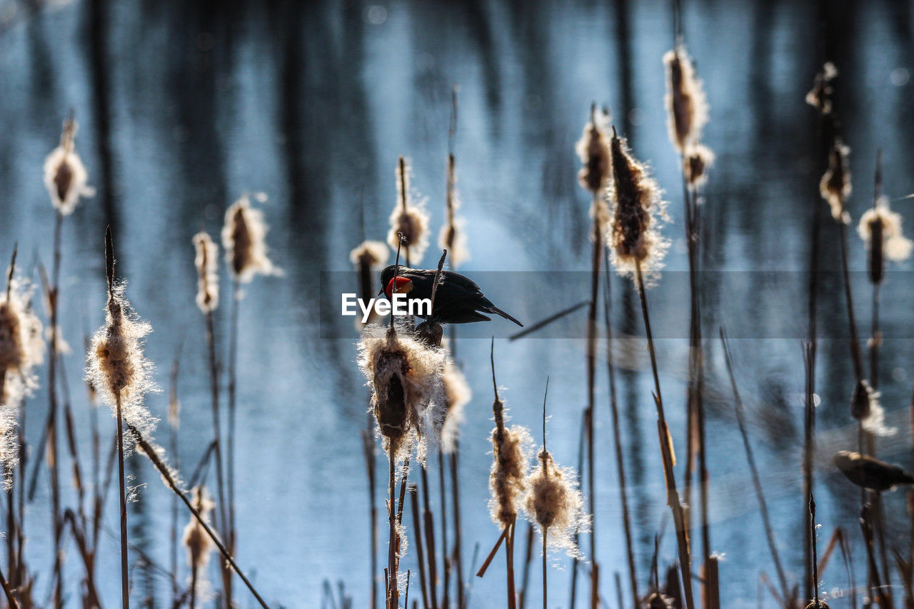 plant, winter, nature, cattail, no people, focus on foreground, growth, beauty in nature, day, dry, plant stem, flower, tranquility, reflection, outdoors, land, dried plant, frost, grass, sunlight, bird, close-up, field