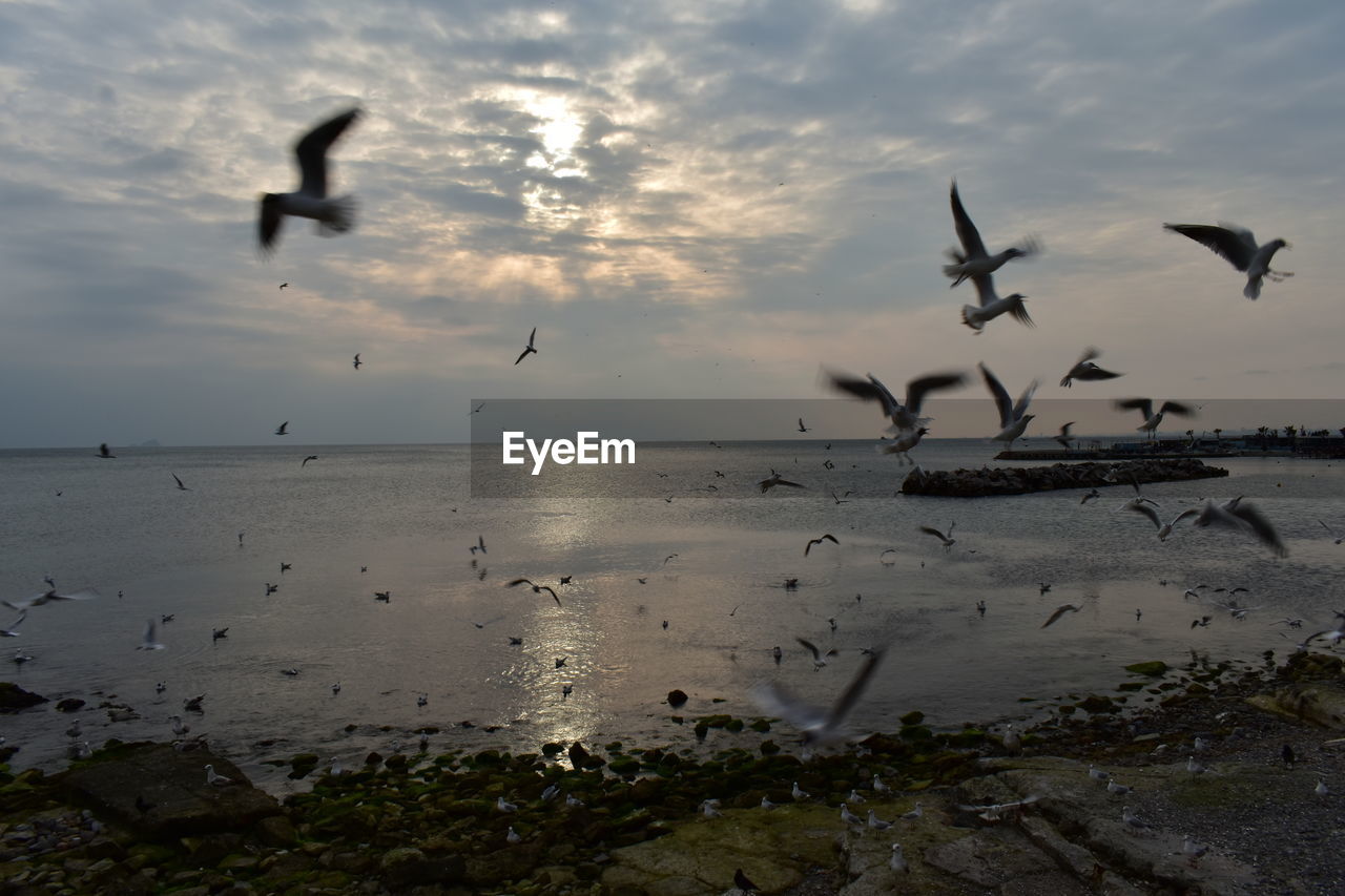 Seagulls flying at sunset