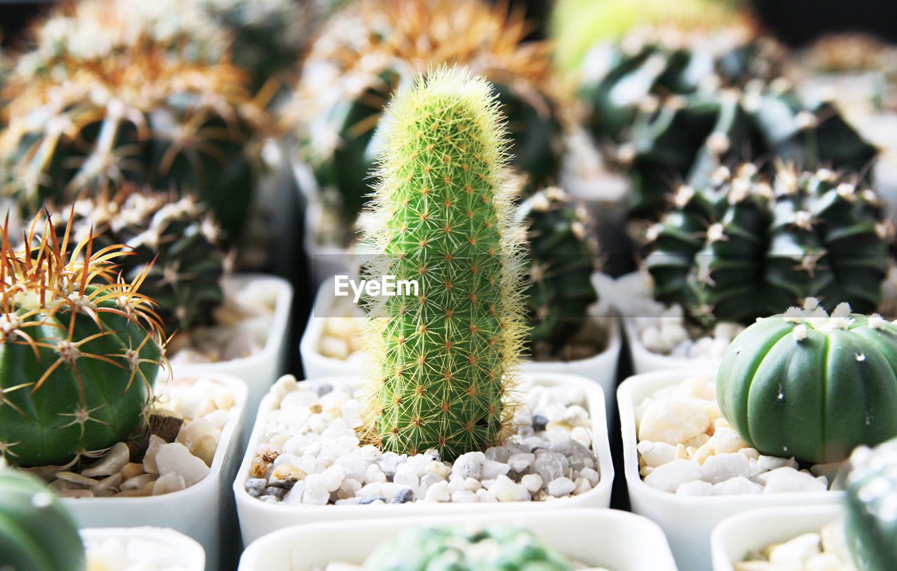 HIGH ANGLE VIEW OF SUCCULENT PLANTS IN PEBBLES