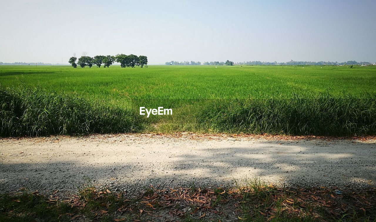 SCENIC VIEW OF LANDSCAPE AGAINST CLEAR SKY