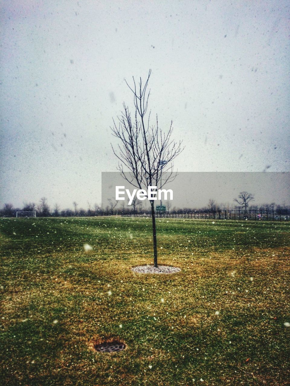 VIEW OF BARE TREES ON FIELD