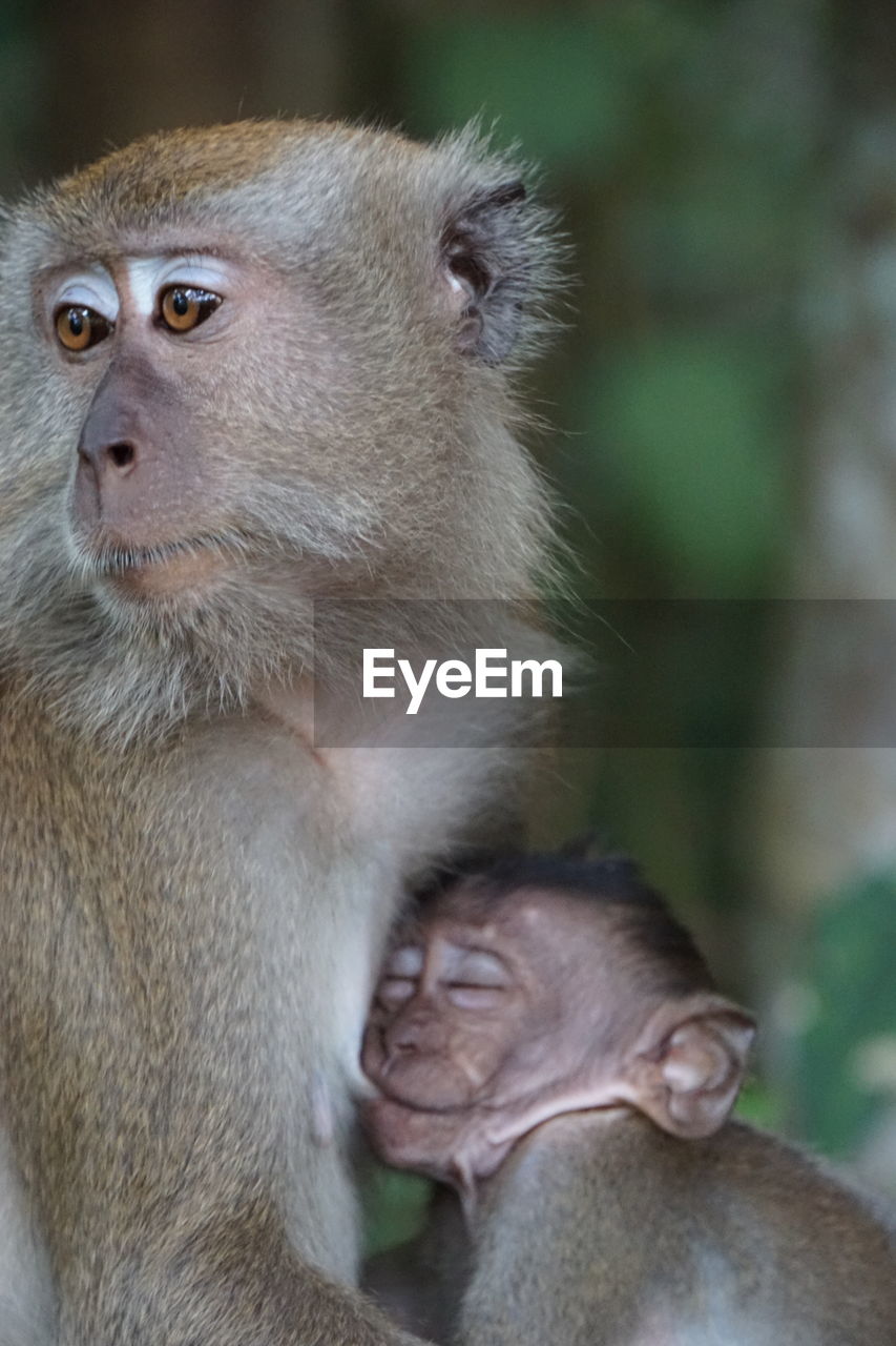 Close-up of monkey baby looking away