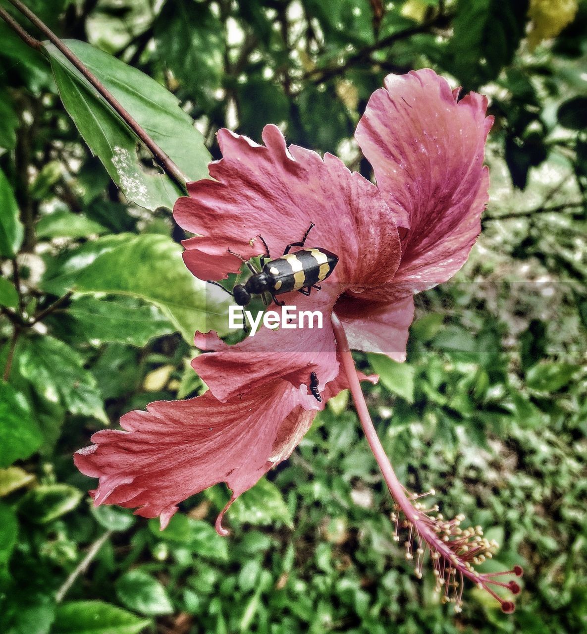 CLOSE-UP OF RED FLOWER