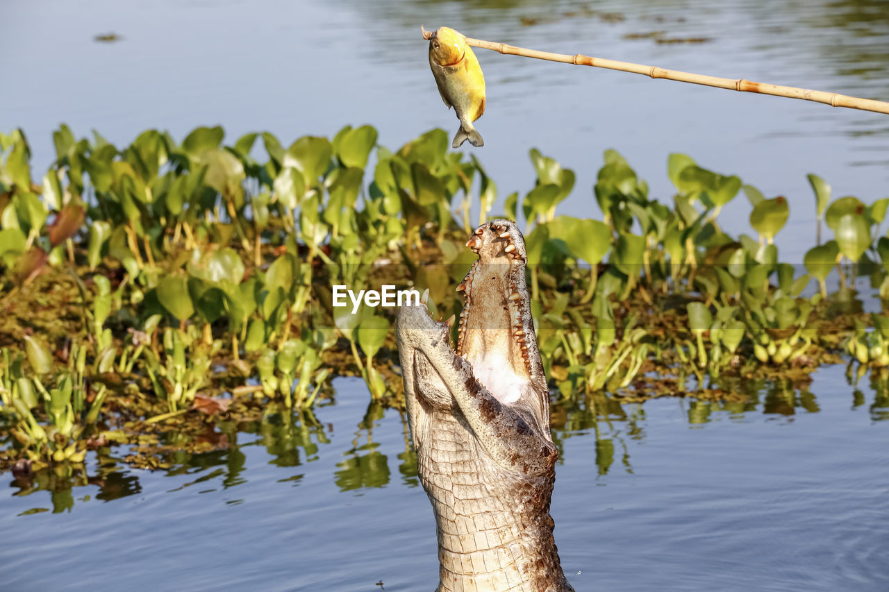 close-up of bird on lake