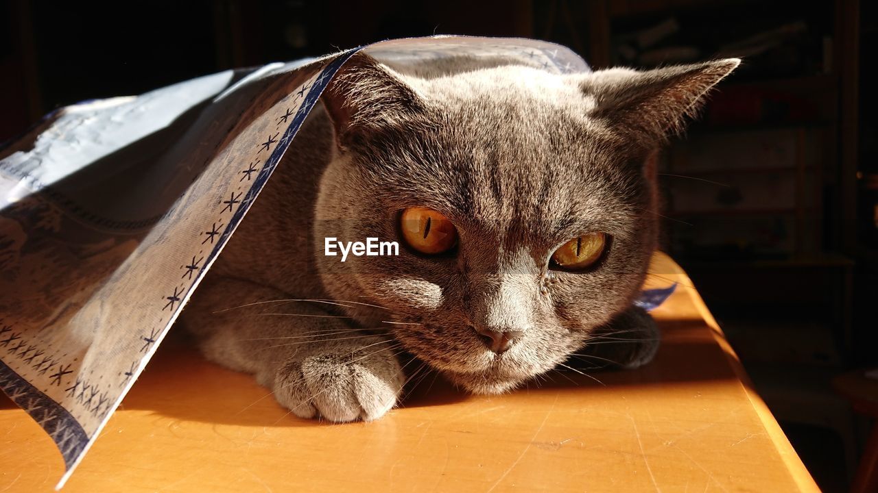 Close-up portrait of a cat