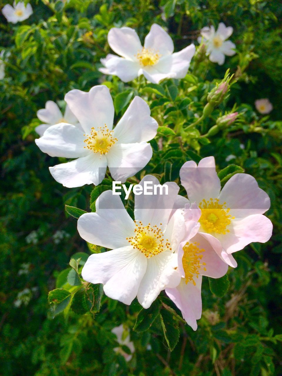 CLOSE-UP OF WHITE FLOWERS BLOOMING