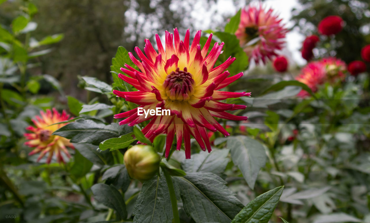 Close-up of pink flower