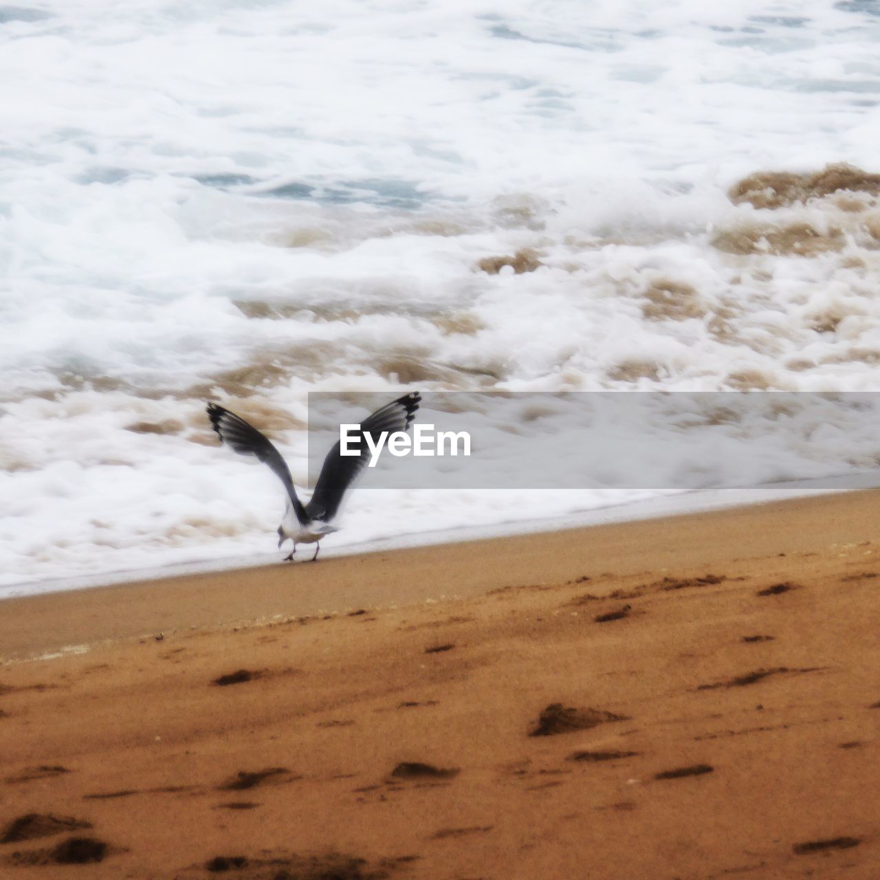 BIRD ON BEACH