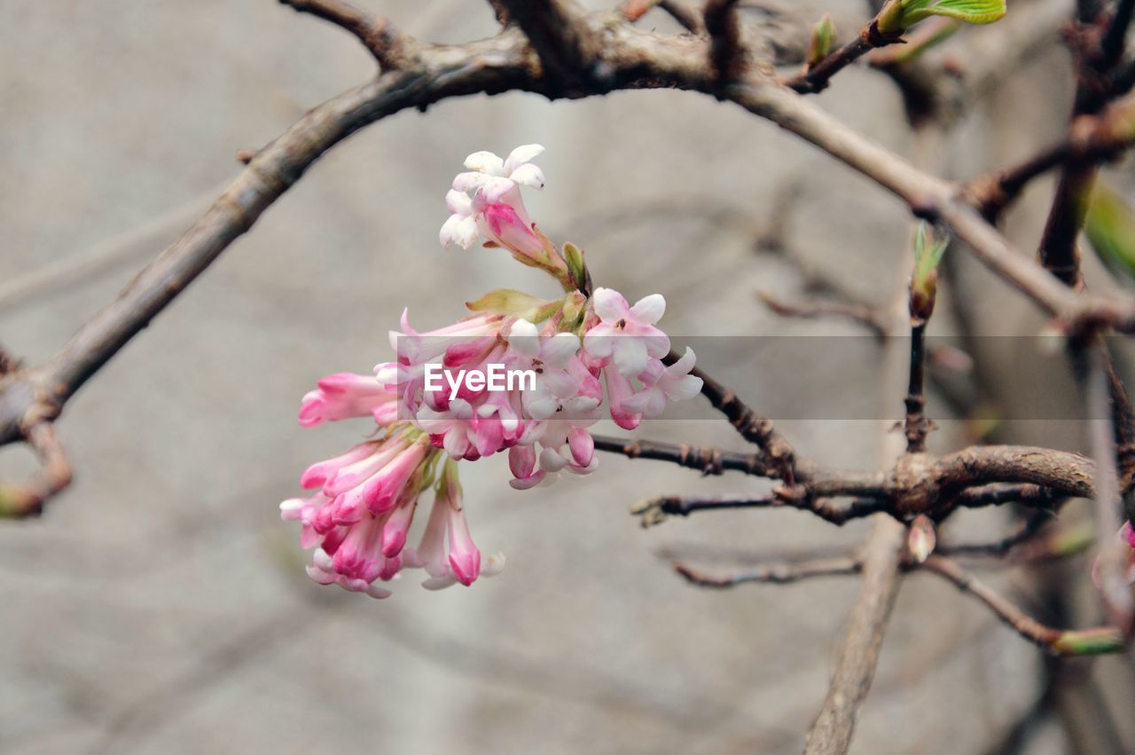 Close-up of pink flowers blooming on tree