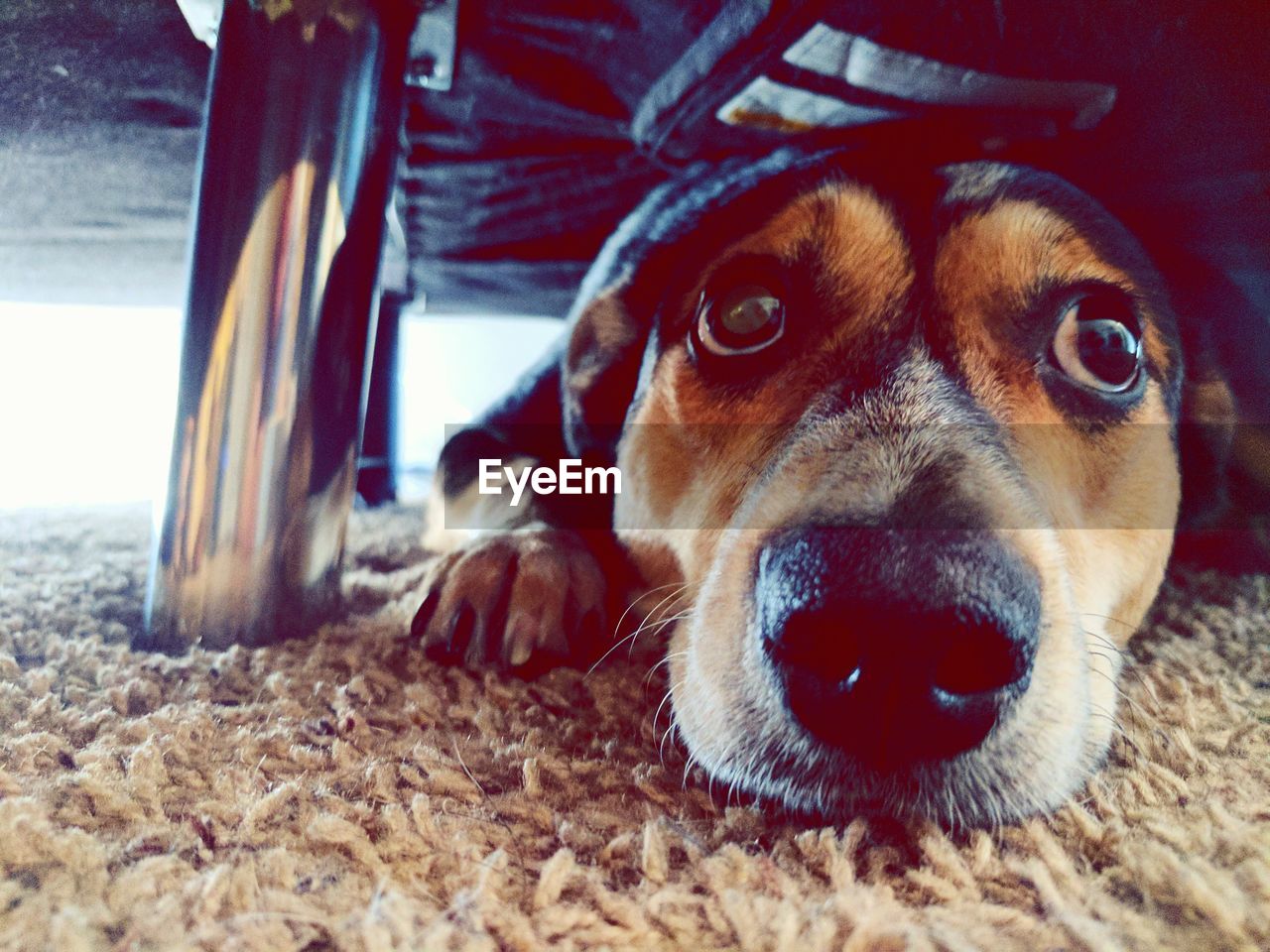 Close-up of dog lying on rug