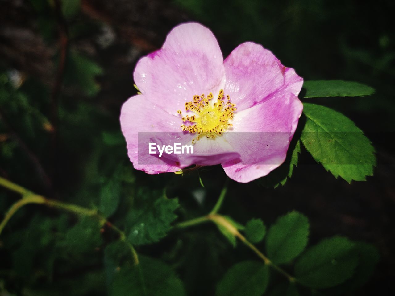 CLOSE-UP OF PINK ROSE PLANT