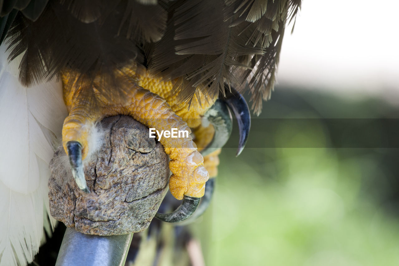 Close-up of bird's talon on wood