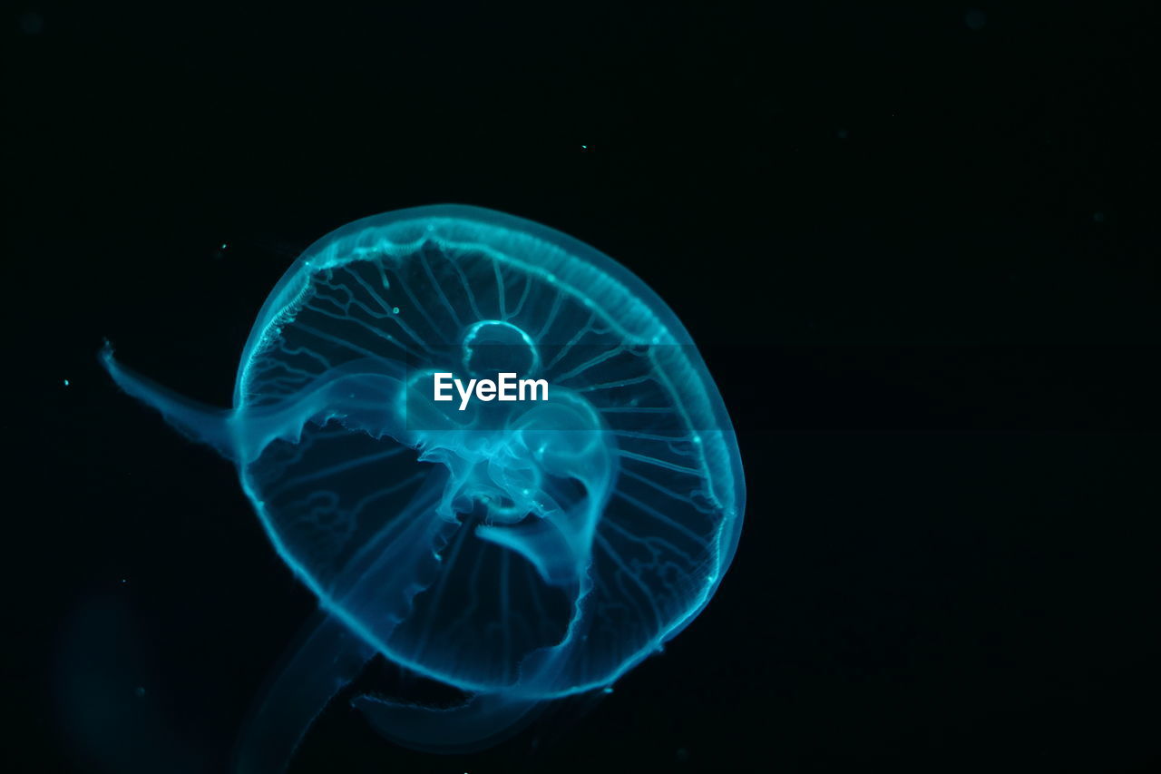 CLOSE-UP OF JELLYFISH IN SEA