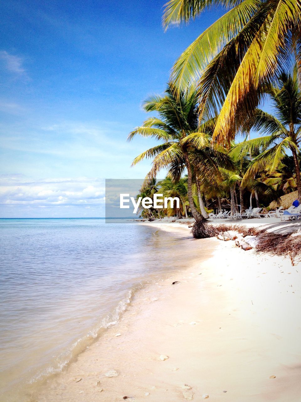 Palm trees on beach