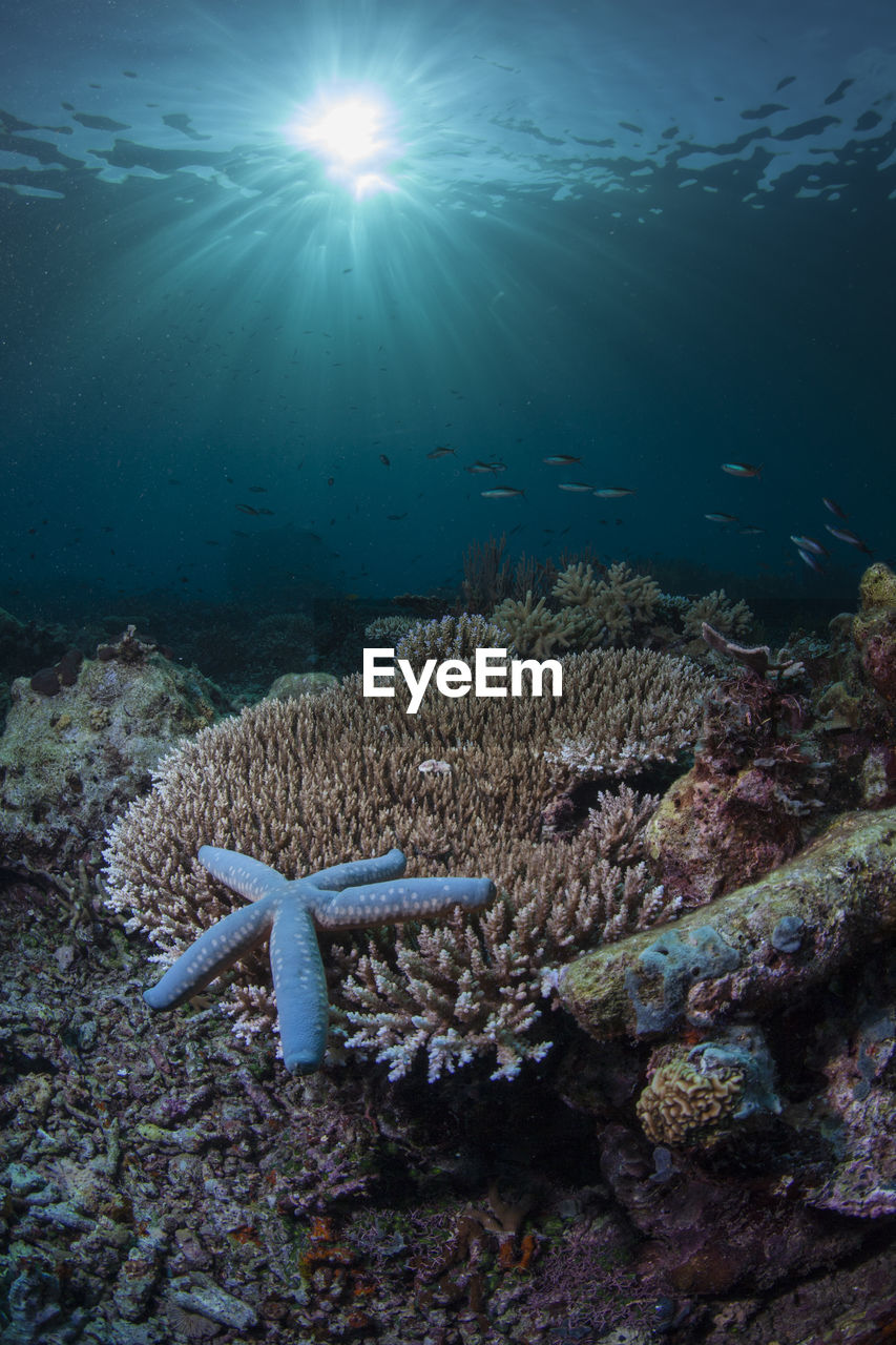 Close-up of starfish underwater