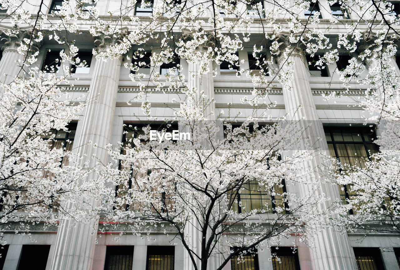 LOW ANGLE VIEW OF WHITE FLOWER TREES