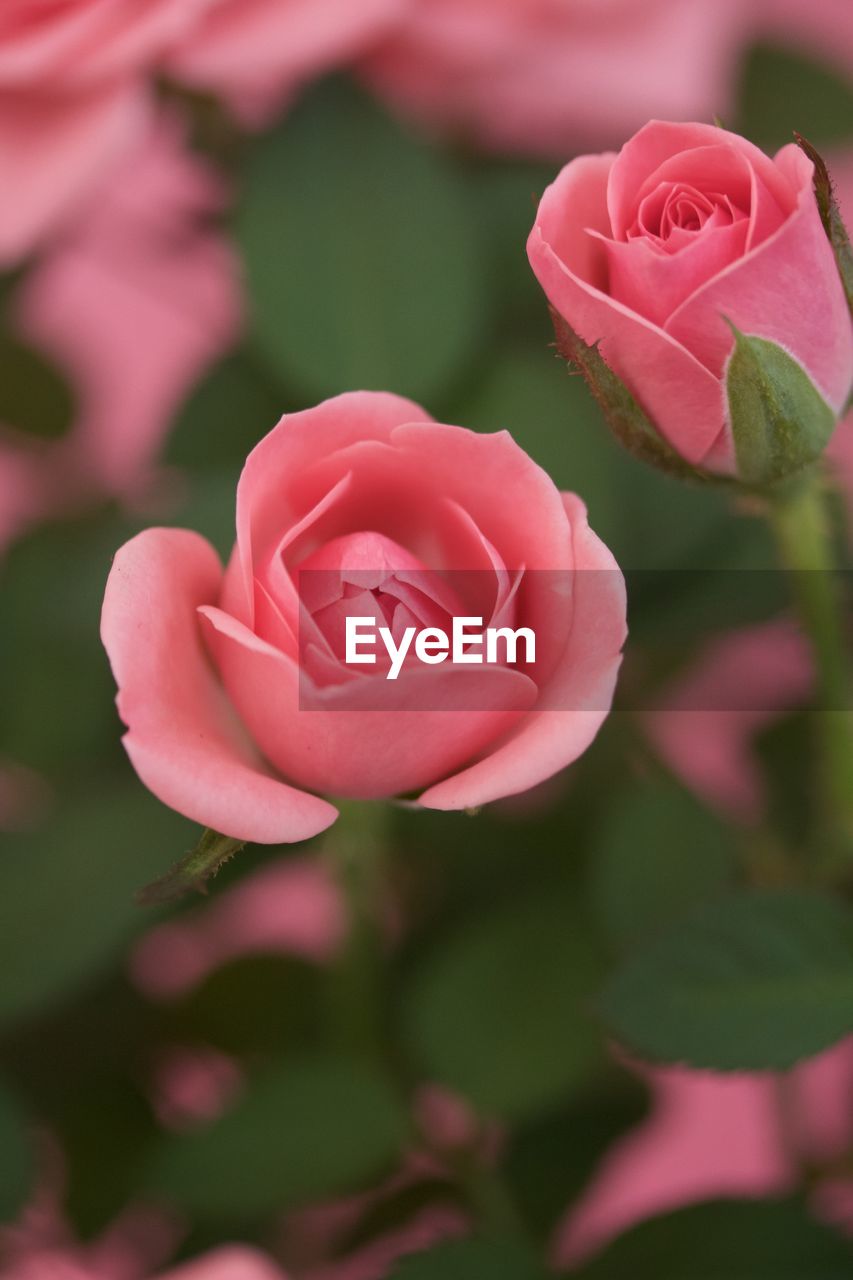 CLOSE-UP OF PINK ROSES