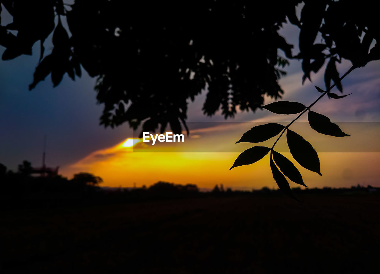 CLOSE-UP OF SILHOUETTE PLANT AGAINST SKY DURING SUNSET